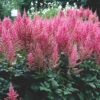 Astilbe Visions In Pink False Spirea -SunGlow Perennials Shop AstilbeVisionsinPink