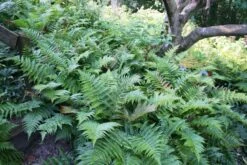 Fern 'Brilliance' Autumn -SunGlow Perennials Shop Autumn Fern