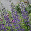 Baptisia Minor False Indigo -SunGlow Perennials Shop BPT Minor EZ