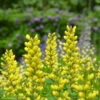 Baptisia 'Sunny Morning' -SunGlow Perennials Shop BPT Sunny Morning