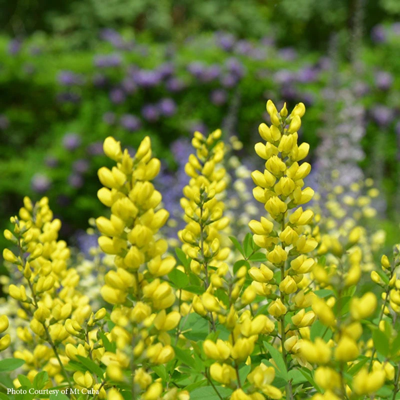 Baptisia 'Sunny Morning' 3 Baptisia 'Sunny Morning'