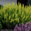 Baptisia Australis 'American Goldfinch' False Indigo -SunGlow Perennials Shop Baptisia American Goldfinch