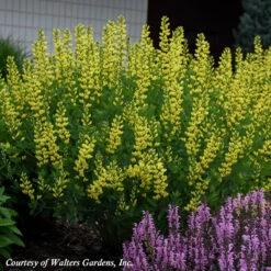 Baptisia Australis 'American Goldfinch' False Indigo