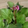Bergenia Cordifolia 'Winterglut' Saxifrage 2 Bergenia Cordifolia 'Winterglut' Saxifrage -SunGlow Perennials Shop Bergenia Winterglut Saxifrage Piqsqueak