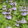 Blephilia Ciliata Downy Wood Mint 2 Blephilia Ciliata Downy Wood Mint -SunGlow Perennials Shop Blephilia ciliata Downy Wood Mint