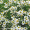 Boltonia Asteroides 'Snowbank' False Aster 2 Boltonia Asteroides 'Snowbank' False Aster -SunGlow Perennials Shop Bol SnowBank Flw