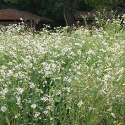 Boltonia Asteroides 'Snowbank' False Aster -SunGlow Perennials Shop BoltoniaSnowbank False Aster