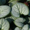 Brunnera Macrophylla 'Silver Heart' Bugloss -SunGlow Perennials Shop Brunnera silver heart