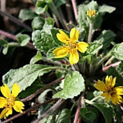 Chrysogonum Stolonifera 'Eco Lacquered Spider'