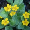 Chrysogonum Virginianum Var. Australe Green And Gold -SunGlow Perennials Shop CHRYSOGONUMVIRGINIANUMAUSTRALE