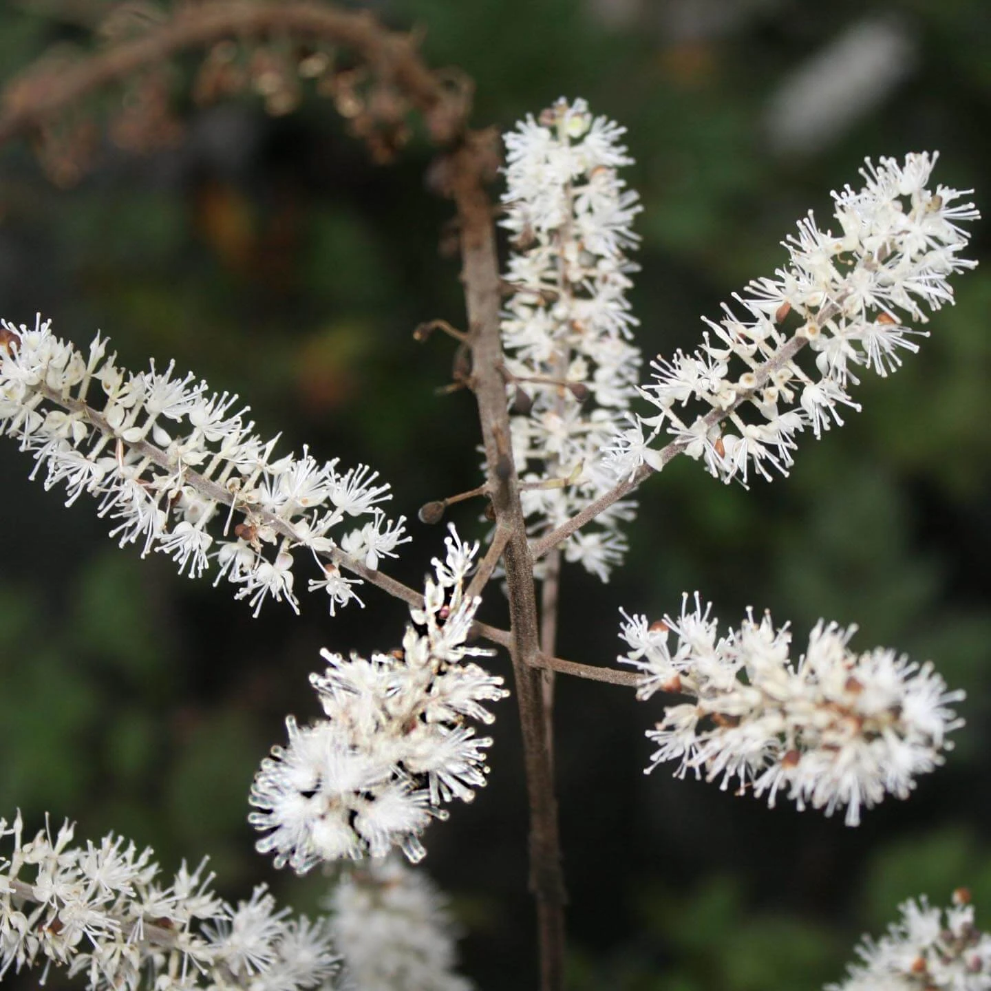 Cimicifuga (Actaea) Racemosa Black Snakeroot 3 Cimicifuga (Actaea) Racemosa Black Snakeroot