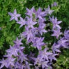 Campanula Poscharskyana 'Blue Waterfall' Bellflower 1 Campanula Poscharskyana 'Blue Waterfall' Bellflower -SunGlow Perennials Shop CMP BLUE WATERFALL