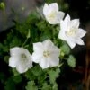 Campanula 'Rapido White' Bellflower 2 Campanula 'Rapido White' Bellflower -SunGlow Perennials Shop CMP Rapido White EZ