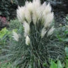 Cortaderia 'Blue Bayou' Pampas Grass 1 Cortaderia 'Blue Bayou' Pampas Grass -SunGlow Perennials Shop CRT Blue Bayou Itsaul Plants