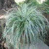 Carex 'Everest' Japanese Sedge -SunGlow Perennials Shop CRX Everest2 EZ