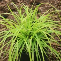 Carex 'Everillo' Japanese Sedge