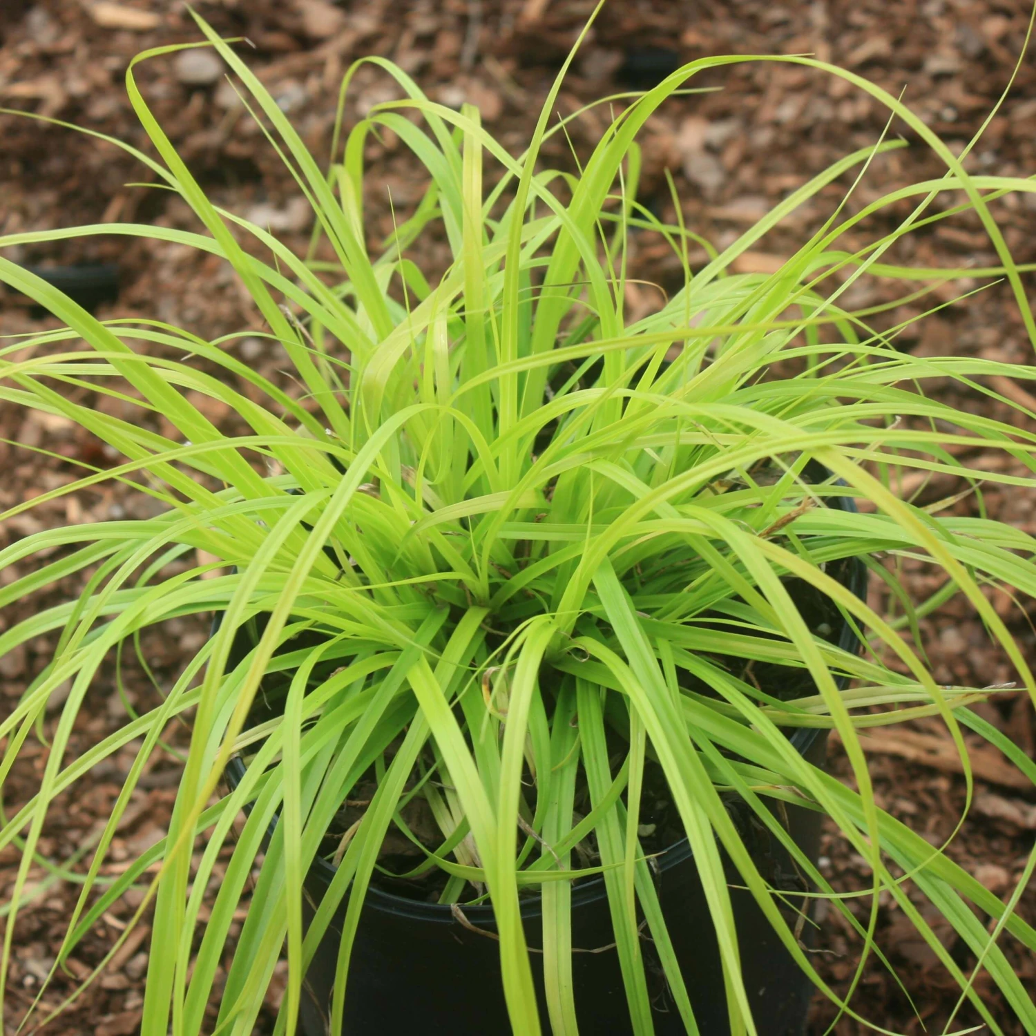 Carex 'Everillo' Japanese Sedge 3 Carex 'Everillo' Japanese Sedge