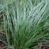 Carex Pensylvanica Oak Sedge -SunGlow Perennials Shop CRX PENSYLVANICA ez