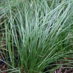 Carex Pensylvanica Oak Sedge