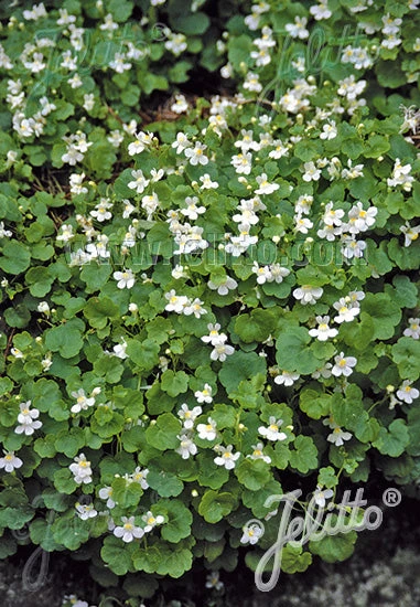 Cymbalaria 'Albiflora' Italian Toadflax 6 Cymbalaria 'Albiflora' Italian Toadflax - Image 4