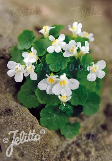 Cymbalaria 'Albiflora' Italian Toadflax 4 Cymbalaria 'Albiflora' Italian Toadflax - Image 2