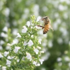 Calamintha Nepeta 'Montrose White' Calamint -SunGlow Perennials Shop Calamintha Montrose White Honey Bee Calamint 1