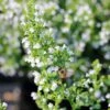Calamintha Nepeta 'Montrose White' Calamint -SunGlow Perennials Shop Calamintha Montrose White Honey Bee Calamint