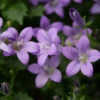 Campanula 'Birch Hybrids' Bellflower -SunGlow Perennials Shop Campanula Birch Hybrids Bellflower