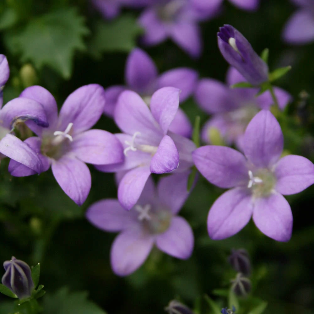 Campanula 'Birch Hybrids' Bellflower 3 Campanula 'Birch Hybrids' Bellflower