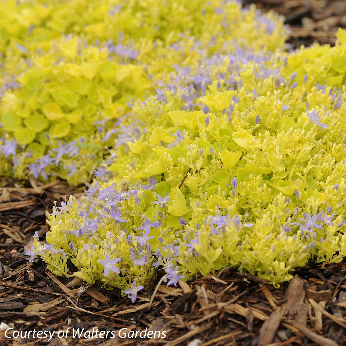 Campanula Garganica Dicksons Gold Bellflower 3 Campanula Garganica Dicksons Gold Bellflower