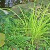Carex Elata 'Bowles Golden' Sedge -SunGlow Perennials Shop Carex Bowles Golden