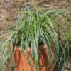 Carex 'Feather Falls' Japanese Sedge -SunGlow Perennials Shop Carex Feather Falls