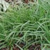 Carex 'Ice Dance' Sedge -SunGlow Perennials Shop Carex Ice Dance Sedge