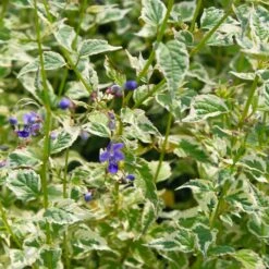 Caryopteris 'Snow Fairy' Bluebeard -SunGlow Perennials Shop Caryopteris Snow Fairy 3