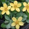 Chrysogonum 'Pierre' Goldenstar -SunGlow Perennials Shop Chrysogonum Pierre
