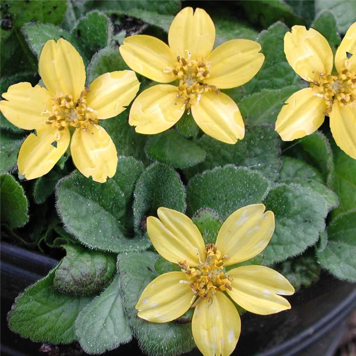 Chrysogonum 'Pierre' Goldenstar 3 Chrysogonum 'Pierre' Goldenstar