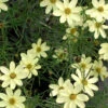 Coreopsis Verticillata 'Moonbeam' Threadleaf Tickseed -SunGlow Perennials Shop Coreopsis Moonbeam Tickseed