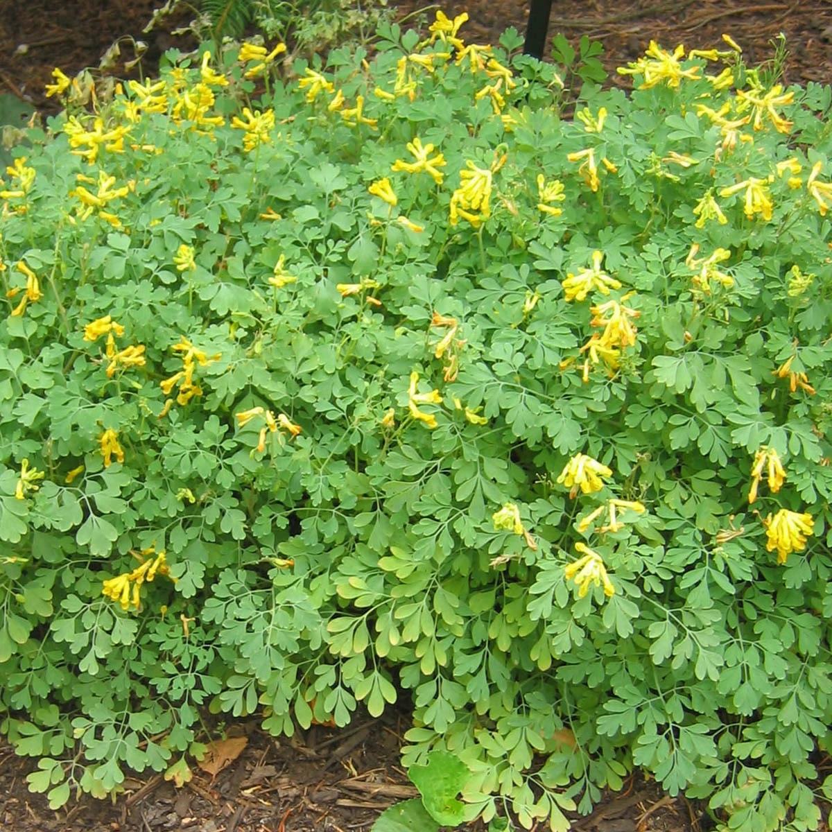 Corydalis Lutea Yellow Bleeding Heart 3 Corydalis Lutea Yellow Bleeding Heart