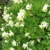 Corydalis Ochroleuca White Corydalis -SunGlow Perennials Shop Corydalisochroleuca
