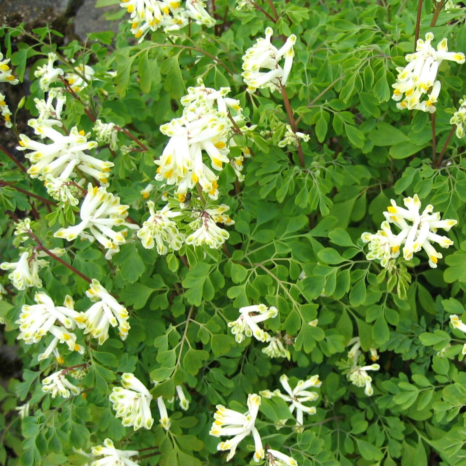 Corydalis Ochroleuca White Corydalis 3 Corydalis Ochroleuca White Corydalis