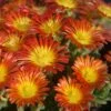 Delosperma 'Fire Wonder' Ice Plant -SunGlow Perennials Shop DELOSPERMA FIRE WONDER