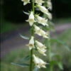 Digitalis Lutea Foxglove -SunGlow Perennials Shop DGT lutea EZ