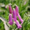 Digitalis Thapsi Fingerhut Foxglove -SunGlow Perennials Shop DIGITALIS THAPSI