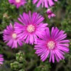 Delosperma Cooperi Ice Plant -SunGlow Perennials Shop DLS cooperi EZ