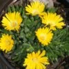 Delosperma 'Gold Nugget' Ice Plant 1 Delosperma 'Gold Nugget' Ice Plant -SunGlow Perennials Shop Delosperma Gold Nugget Ice Plant