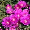 Delosperma 'Tiffindell Magenta' Ice Plant -SunGlow Perennials Shop Delosperma Tiffindell Magenta Ice Plant