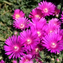 Delosperma 'Tiffindell Magenta' Ice Plant