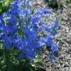 Delphinium 'Blue Mirror' -SunGlow Perennials Shop Delphinium Blue Mirror