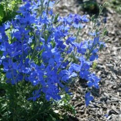 Delphinium 'Blue Mirror'