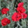 Dianthus 'Frosty Fire' Pinks -SunGlow Perennials Shop Dianthus Frosty Fire Pinks